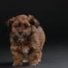 Havanese Bichon puppies photo 2