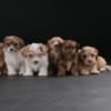 Havanese Bichon puppies photo 3