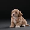 Havanese Bichon puppies photo 4