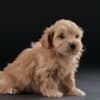 Havanese Bichon puppies photo 5