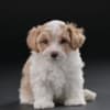 Havanese Bichon puppies photo 6