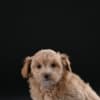 Havanese Bichon puppies photo 7
