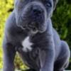 Cane Corso, female and male photo 1