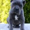 Cane Corso, female and male photo 3