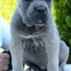 Cane Corso, female and male photo 5