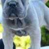 Cane Corso, female and male photo 6