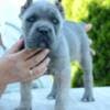 Cane Corso, female and male photo 7