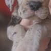 Great Dane – beautiful puppies photo 1