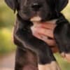 Great Dane – beautiful puppies photo 3