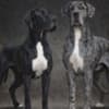 Great Dane – beautiful puppies photo 4