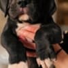 Great Dane – beautiful puppies photo 5