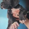 Great Dane – beautiful puppies photo 6