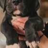Great Dane – beautiful puppies photo 7