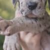 Great Dane – beautiful puppies photo 8