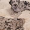 Great Dane – beautiful puppies photo 9