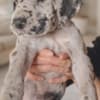 Great Dane – beautiful puppies photo 10
