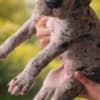 Great Dane – beautiful puppies photo 11