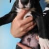 Great Dane – beautiful puppies photo 12