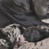 Great Dane – beautiful puppies photo 14