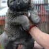 Caucasian shepherd puppies photo 1