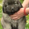 Caucasian shepherd puppies photo 2