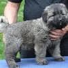 Caucasian shepherd puppies photo 3