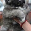 Caucasian shepherd puppies photo 4