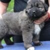 Caucasian shepherd puppies photo 5