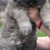 Caucasian shepherd puppies photo 6