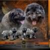 Caucasian shepherd puppies photo 7