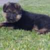 German Shepherd Beautiful Puppies photo 1