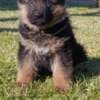 German Shepherd Beautiful Puppies photo 2