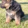 German Shepherd Beautiful Puppies photo 3