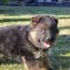 German Shepherd Beautiful Puppies photo 5