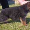 German Shepherd Beautiful Puppies photo 6