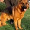 German Shepherd Beautiful Puppies photo 7