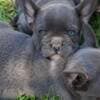 French Bulldog Sky Blue Puppies photo 1