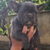 French Bulldog Sky Blue Puppies photo 4