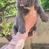 French Bulldog Sky Blue Puppies photo 5