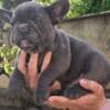 French Bulldog Sky Blue Puppies photo 7