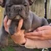 French Bulldog Sky Blue Puppies photo 8