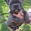 French Bulldog Sky Blue Puppies photo 9