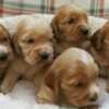 English Cocker Spaniel puppies photo 1