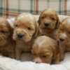 English Cocker Spaniel puppies photo 2