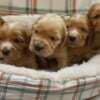 English Cocker Spaniel puppies photo 3