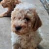 Lagotto Romagnolo puppies photo 1