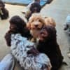 Lagotto Romagnolo puppies photo 2
