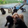 Lagotto Romagnolo puppies photo 3