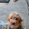 Lagotto Romagnolo puppies photo 4