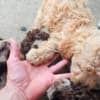 Lagotto Romagnolo puppies photo 5